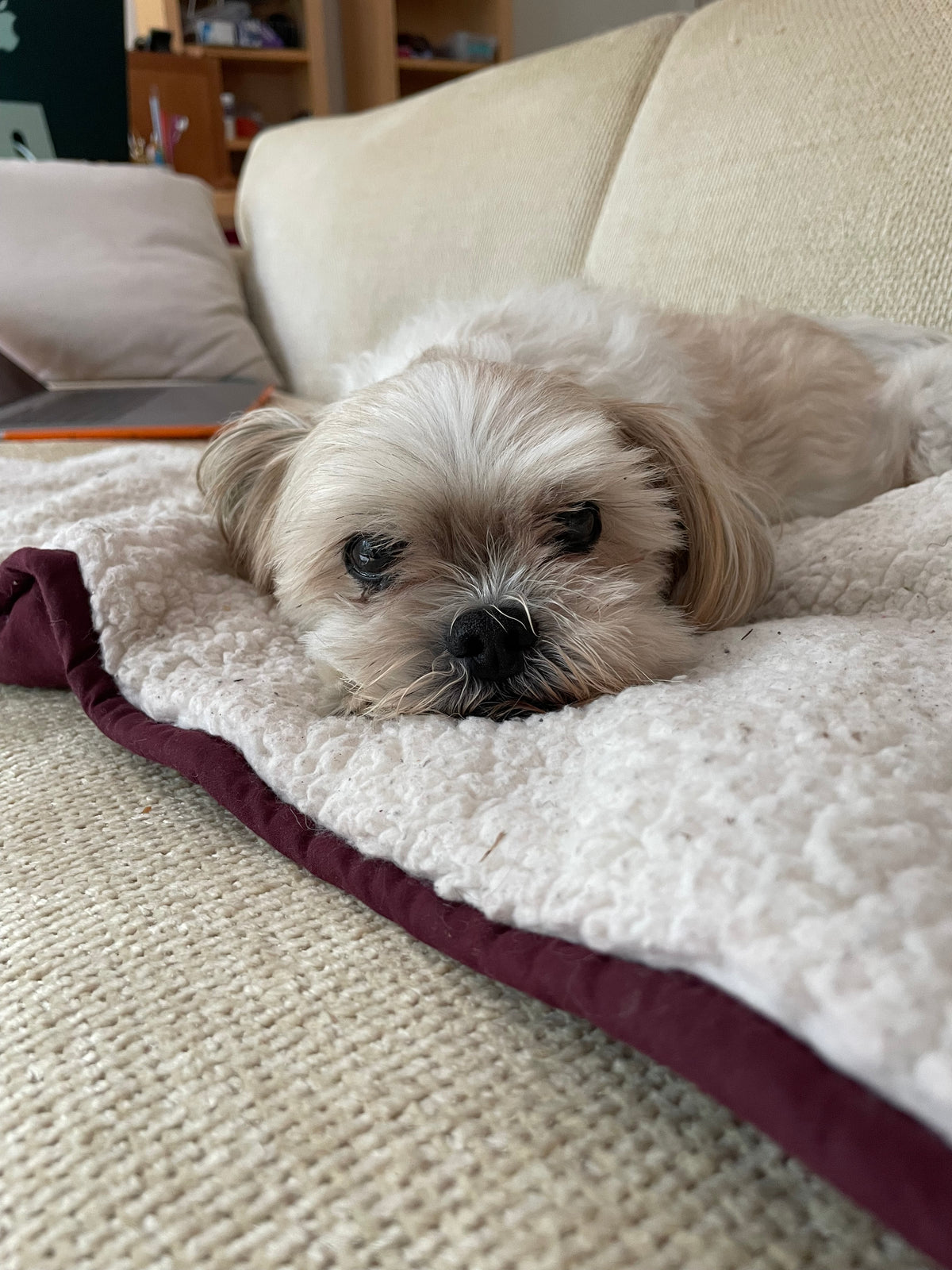 The Mal-Shih