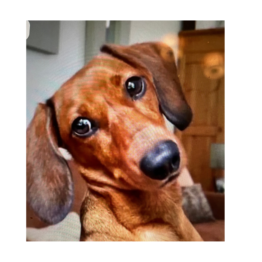 Custom Dog Character Portrait Needlepoint Canvas