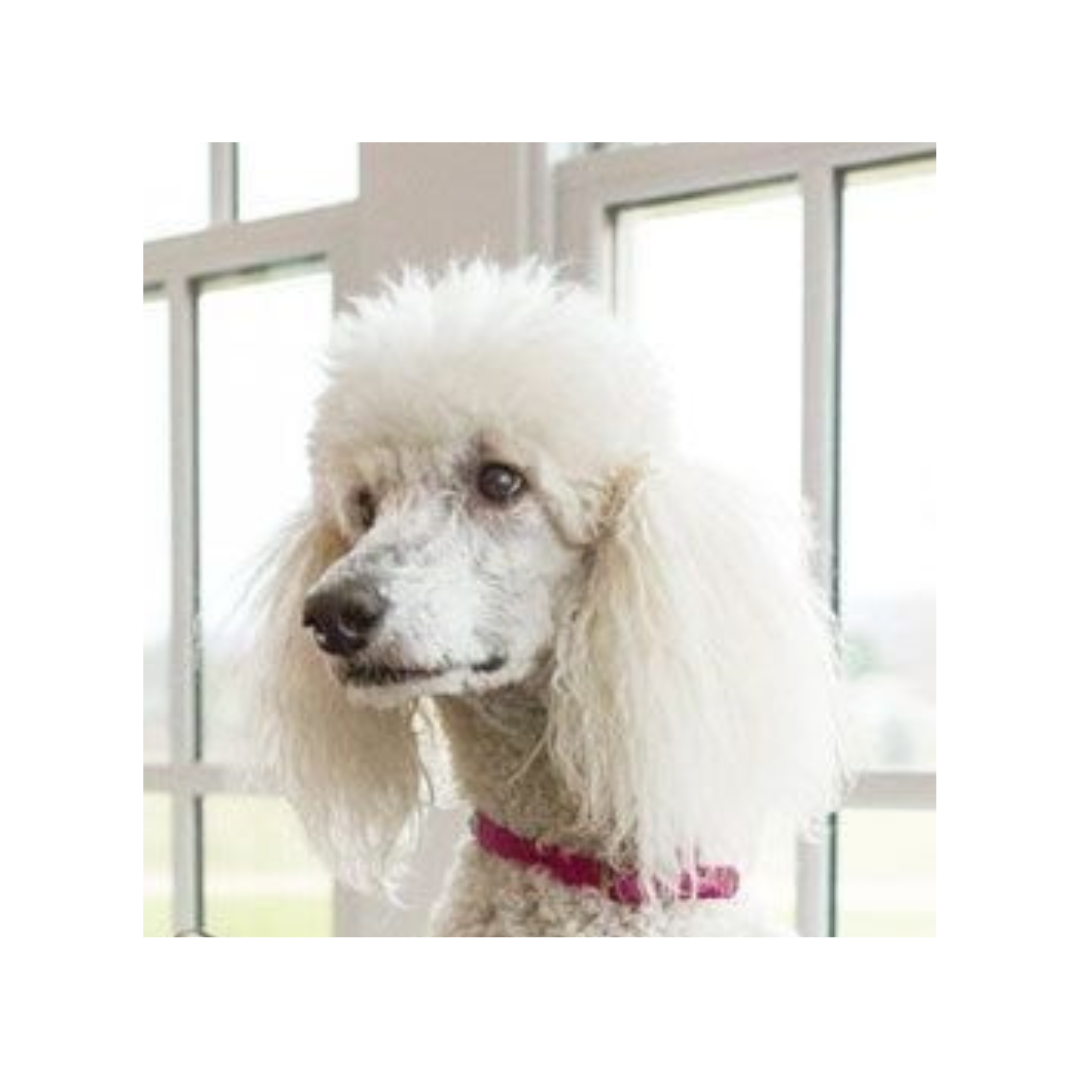 Custom Dog Character Portrait Needlepoint Canvas